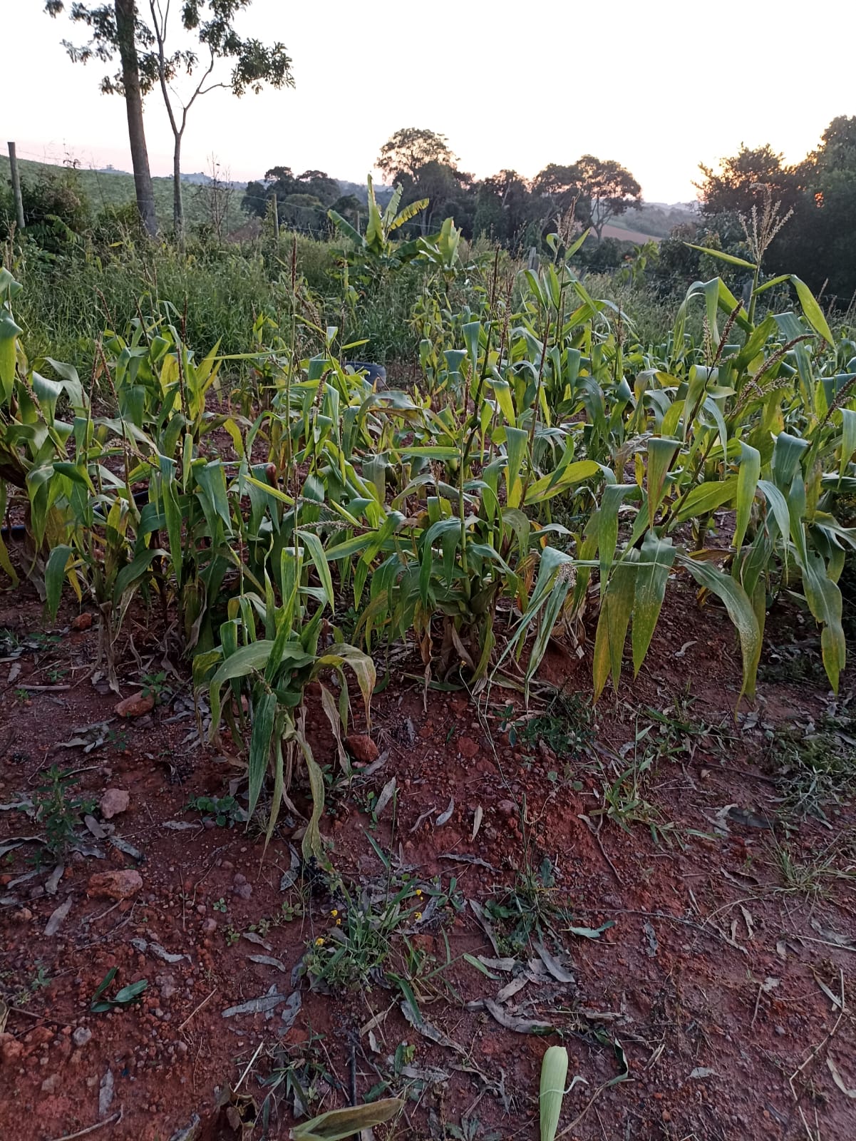 Excelente terreno para formação em chácara. Ótima localização - Munhoz - MG | Código 1095
