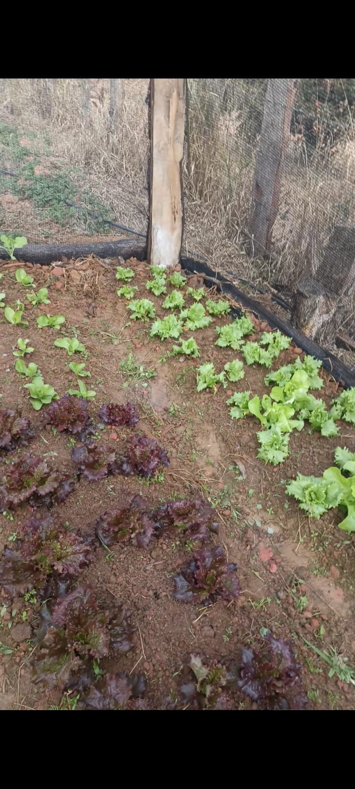 Excelente terreno para formação em chácara. Ótima localização - Munhoz - MG | Código 1095