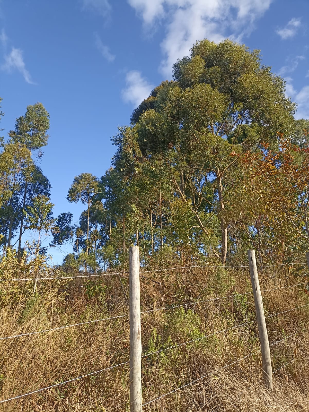 Excelente terreno para formação em chácara. Ótima localização - Munhoz - MG | Código 1095