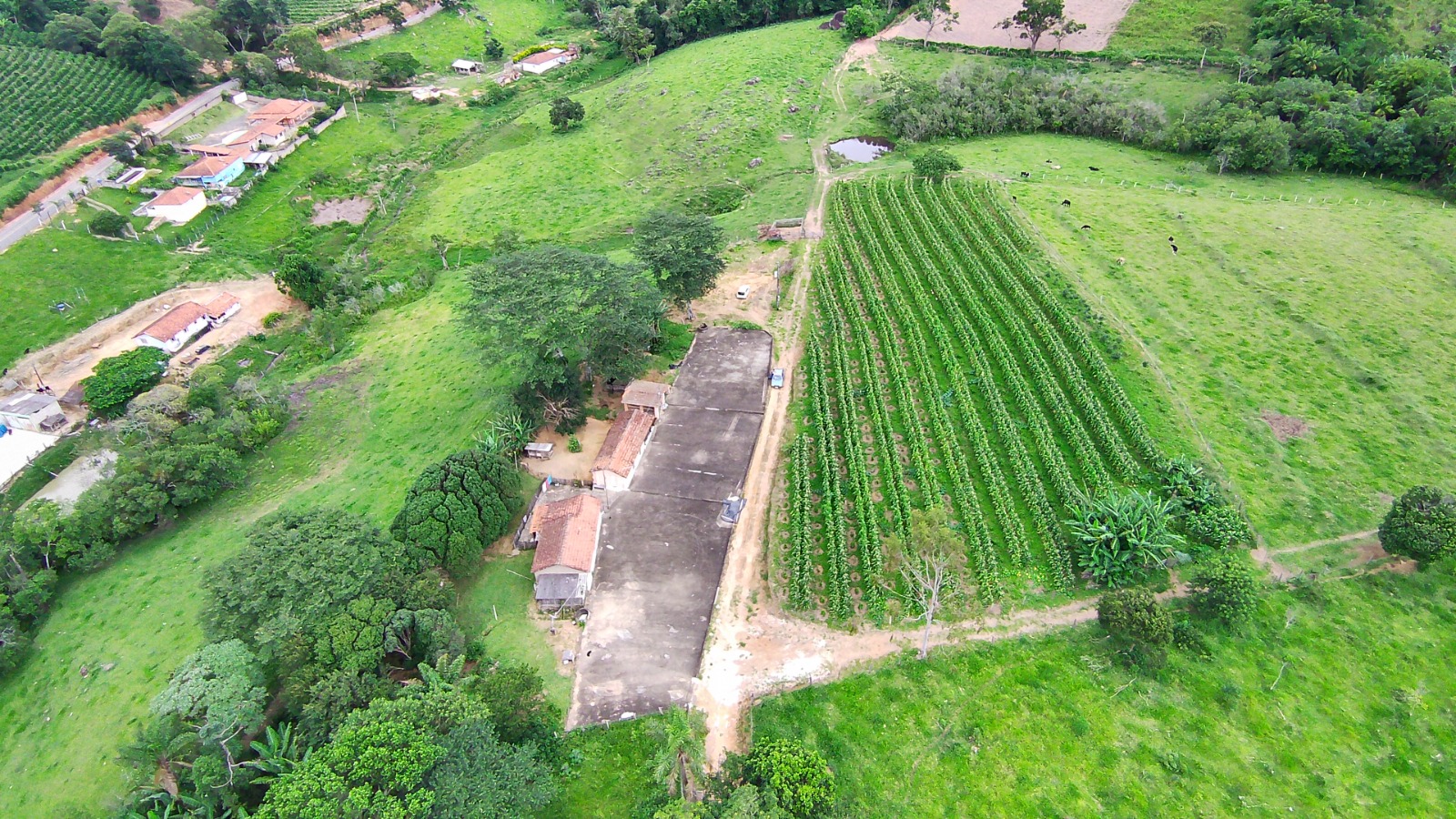 Fazenda para café ou gado com 33,5 alqueires em Ouro Fino - Minas Gerais