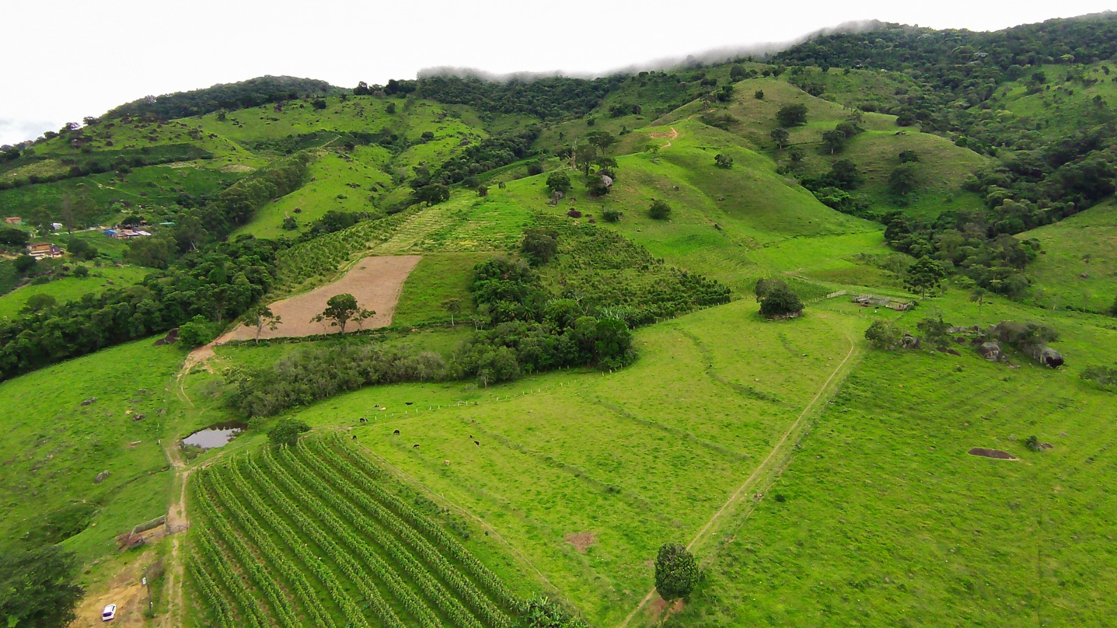 Fazenda para café ou gado com 33,5 alqueires em Ouro Fino - Minas Gerais