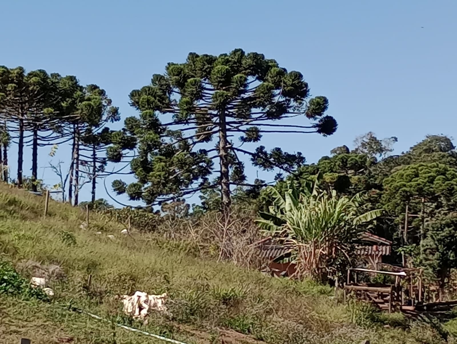 sitio com lago, tanques para peixes, casa, bom acesso | Congonhal - MG