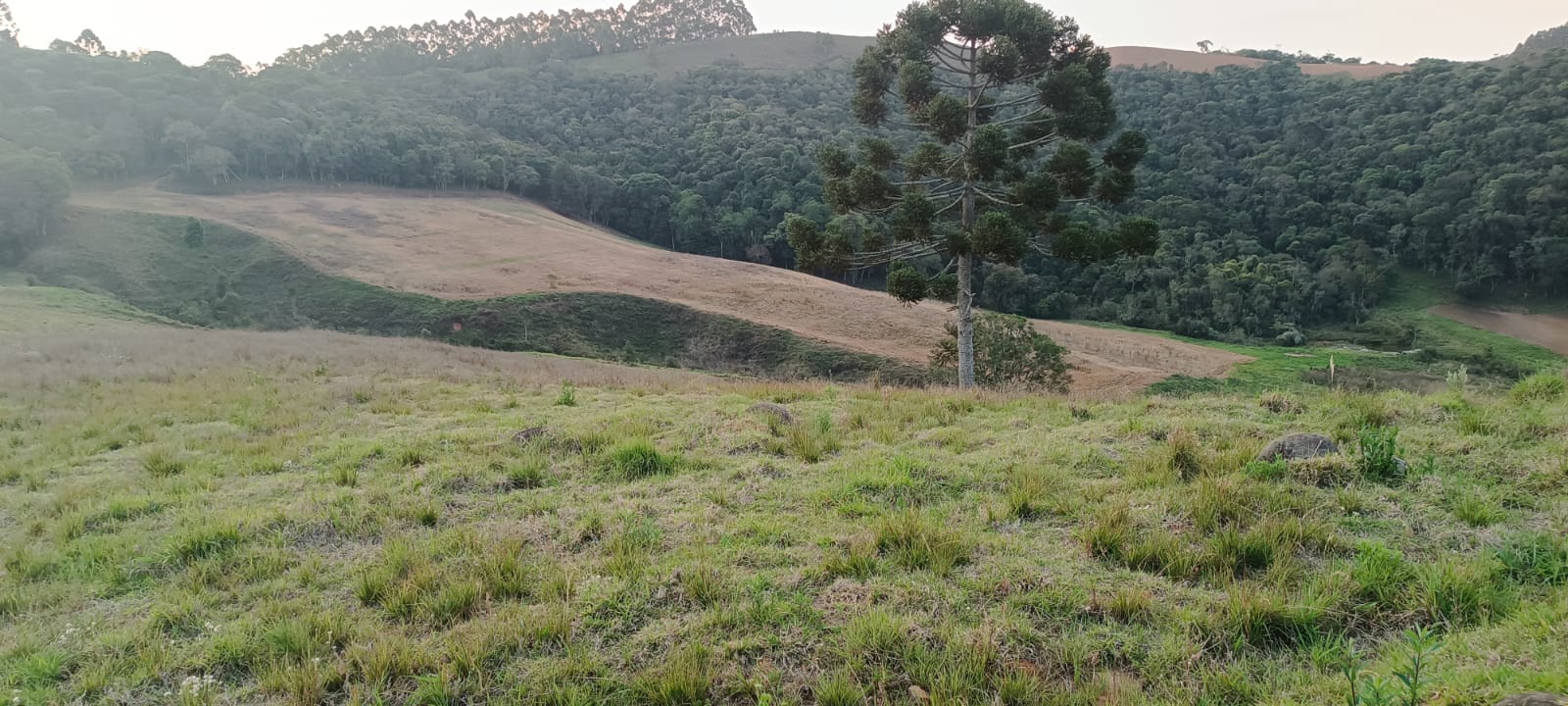 Fazenda com casas, excelente para plantio ou pecuária, varias nascentes | Camanducaia - MG  | código 1037