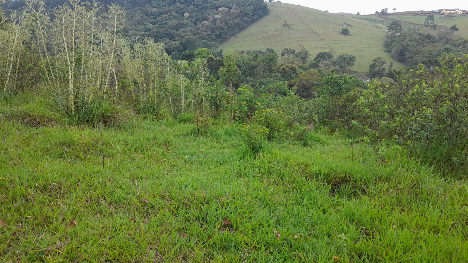 Sítio - Perfeito para Desenvolvimento Residencial ou Agro pecuário |Itapeva - MG  | código 1042