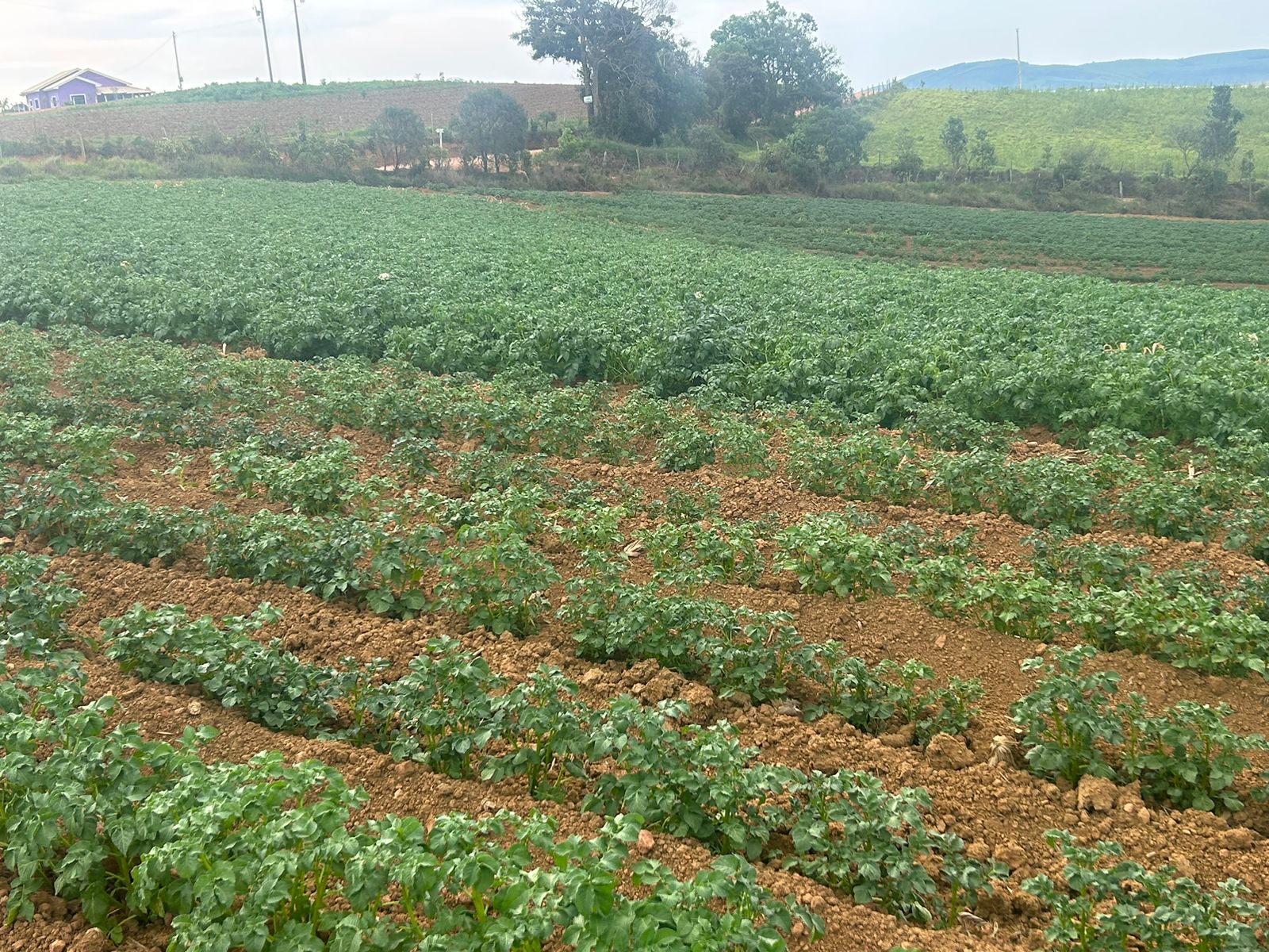 Sitio com água para diversas cultura; plantio de batata, mandioquinha, morango. | Espirito Santo Dourado  | código 1056