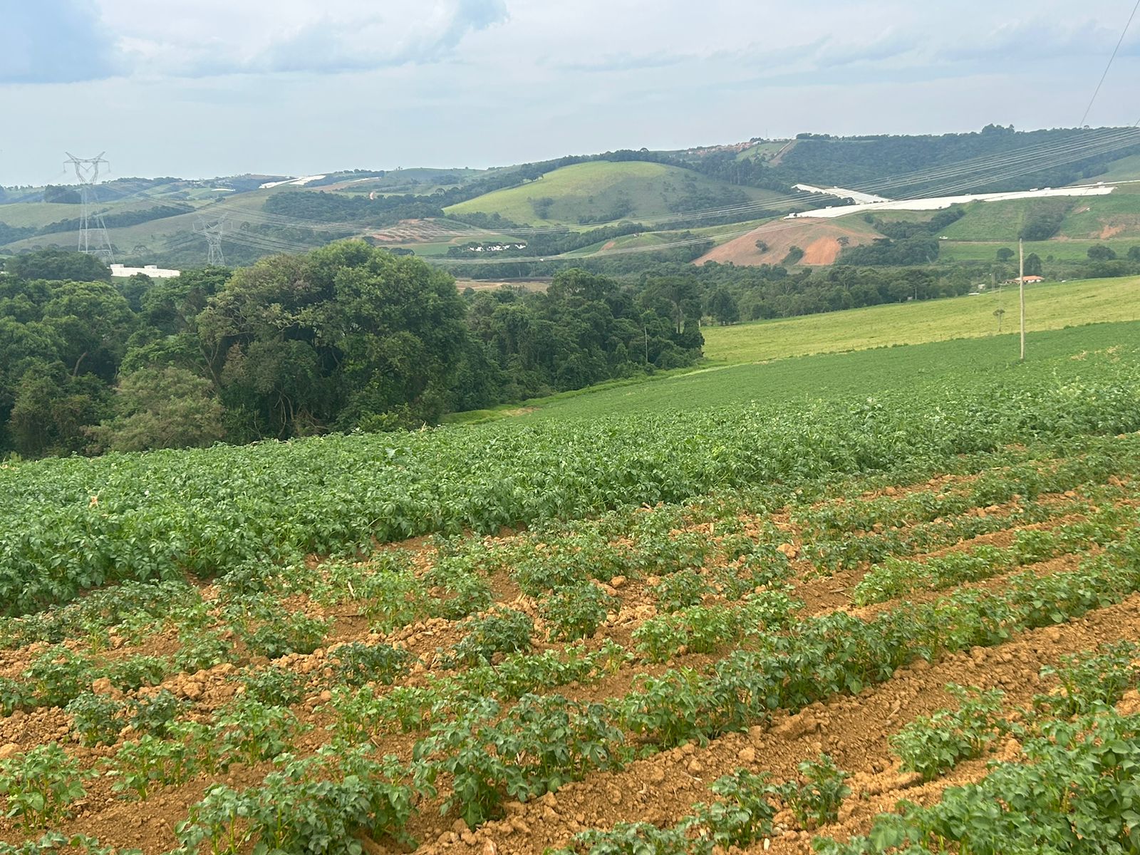 Sitio com água para diversas cultura; plantio de batata, mandioquinha, morango. | Espirito Santo Dourado  | código 1056