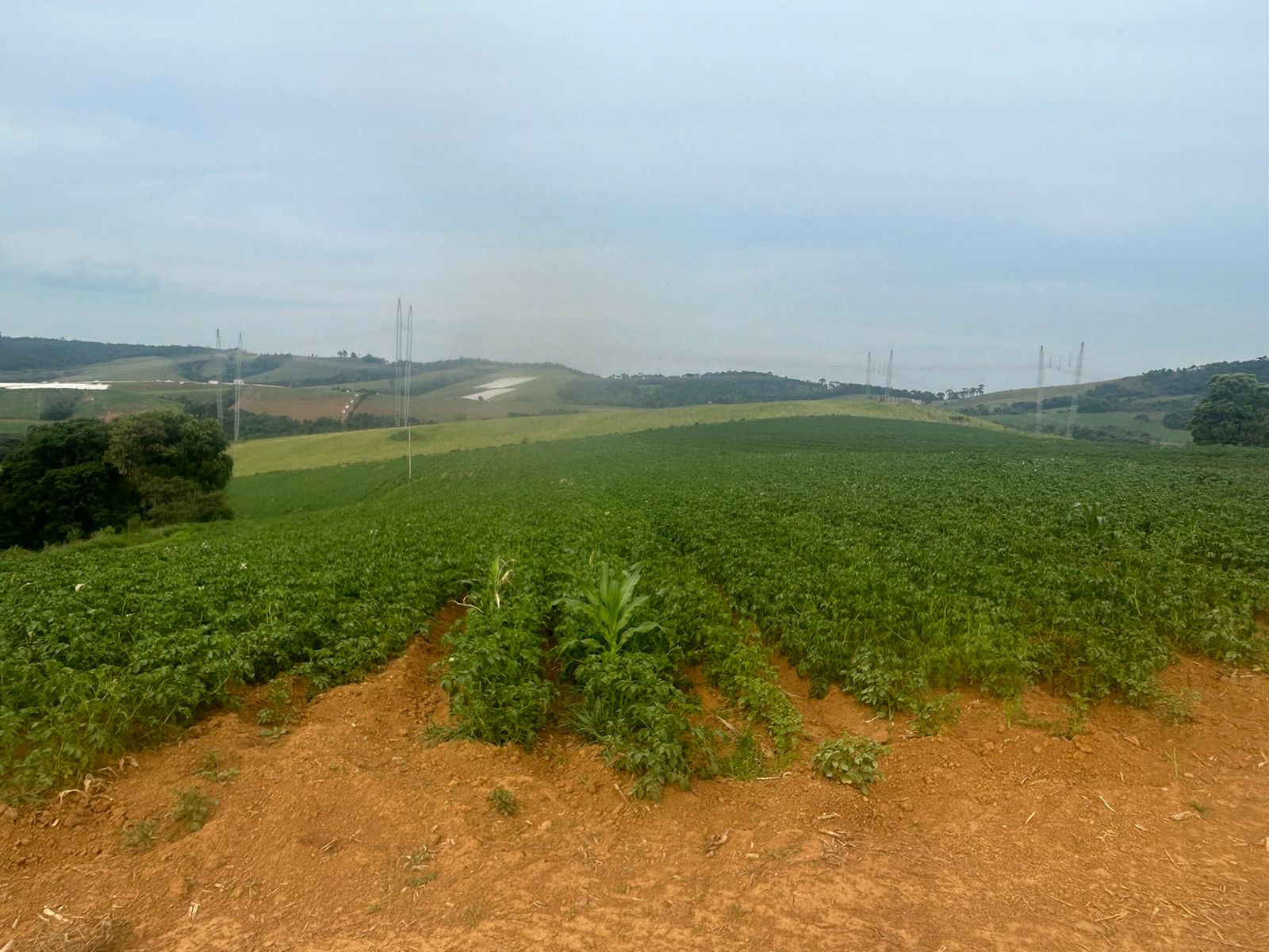 Sitio com água para diversas cultura; plantio de batata, mandioquinha, morango. | Espirito Santo Dourado  | código 1056