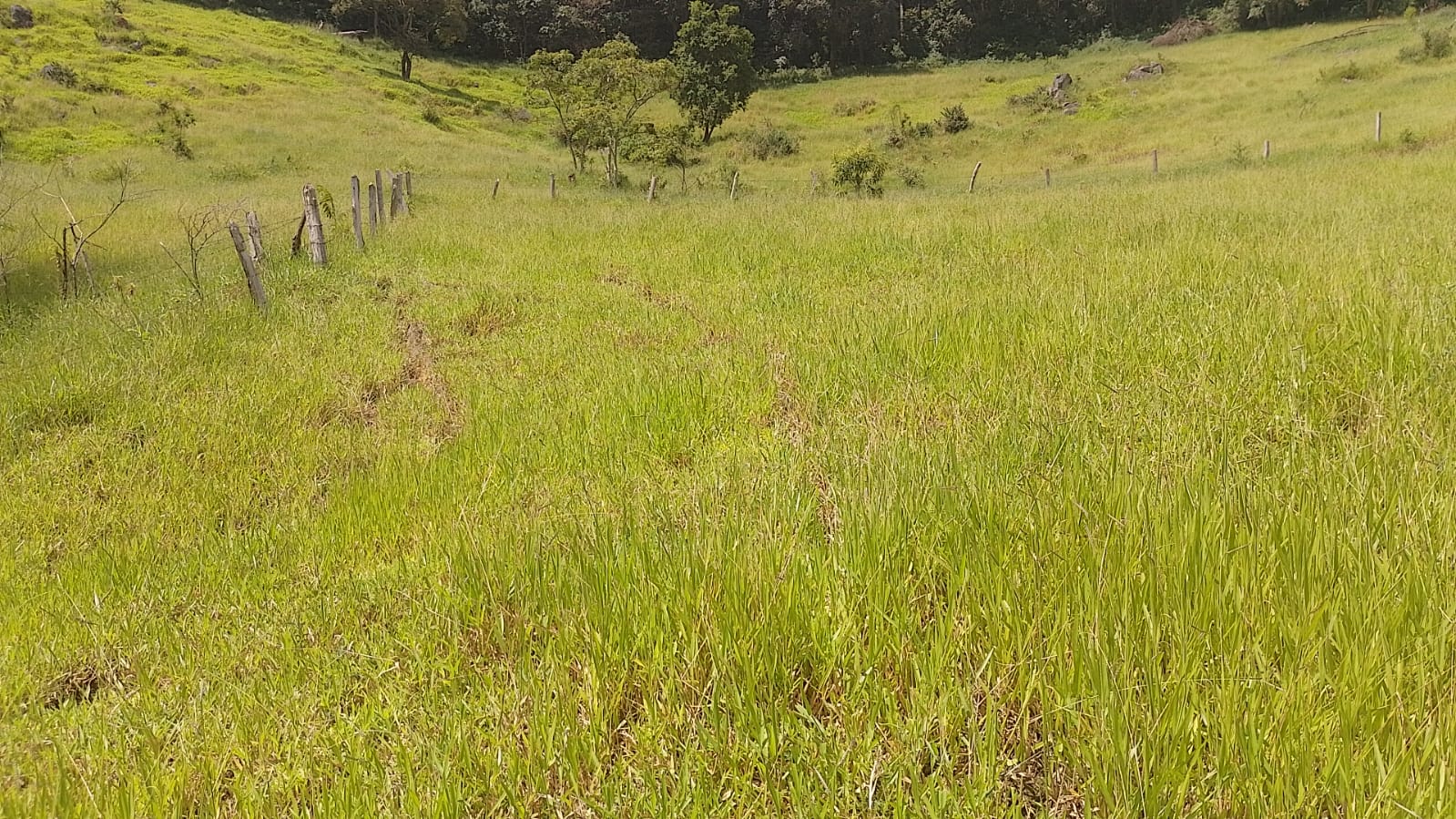 Sitio - com lago, nascente, tanques de água, casa ótima chegada na cidade de Pedra Bela -  | Código 1077