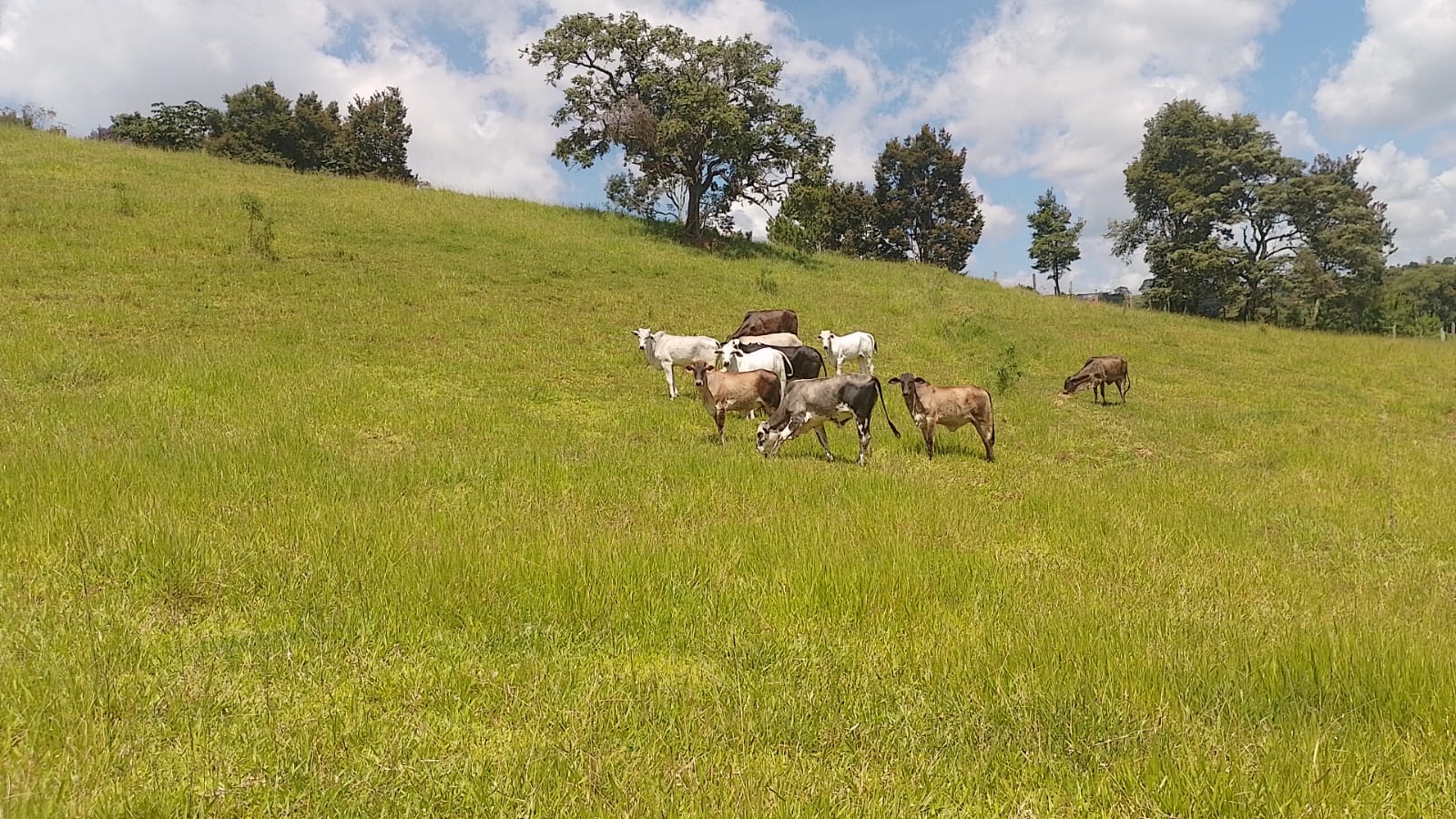 Sitio - com lago, nascente, tanques de água, casa ótima chegada na cidade de Pedra Bela -  | Código 1077