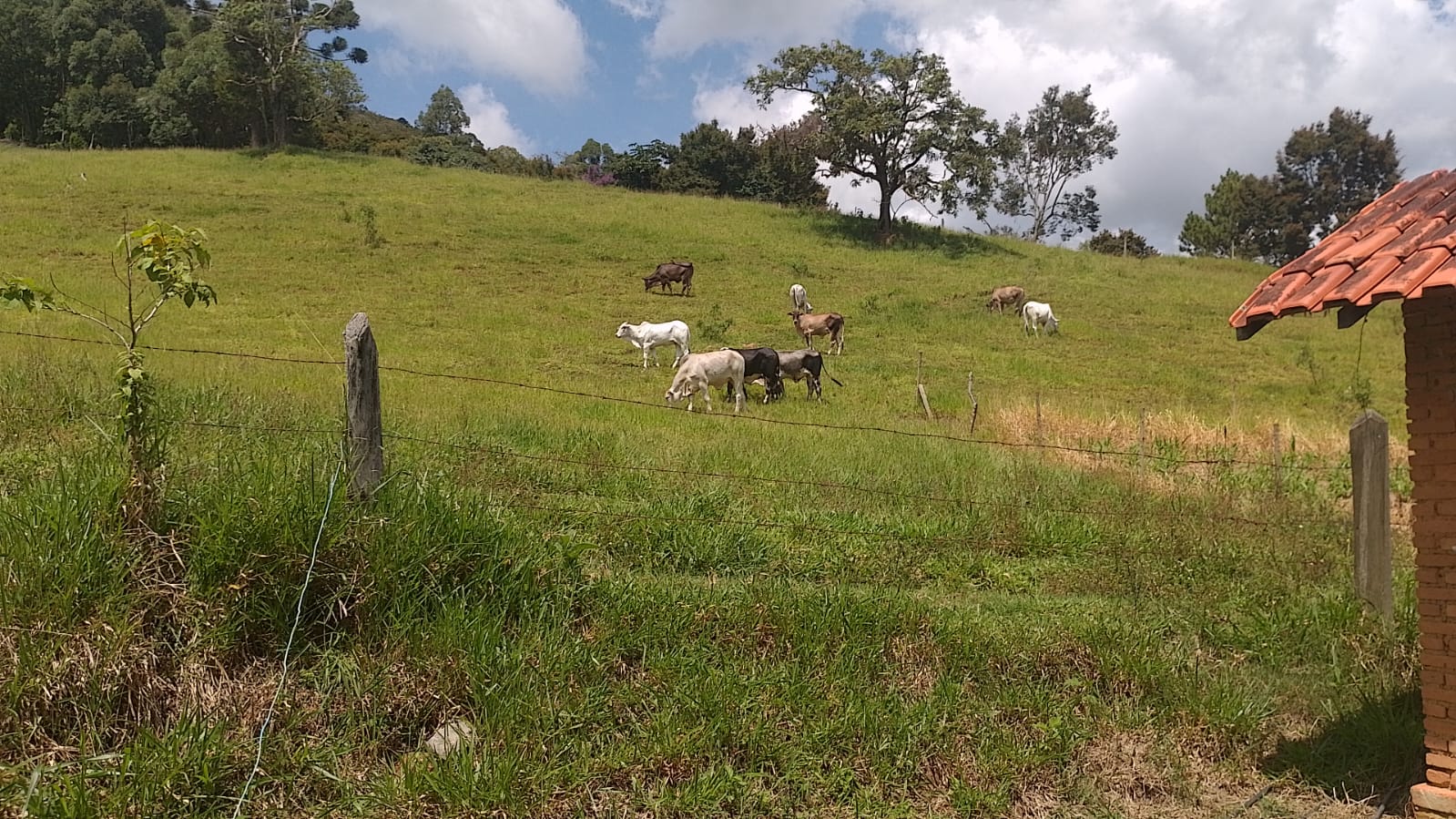 Sitio - com lago, nascente, tanques de água, casa ótima chegada na cidade de Pedra Bela -  | Código 1077