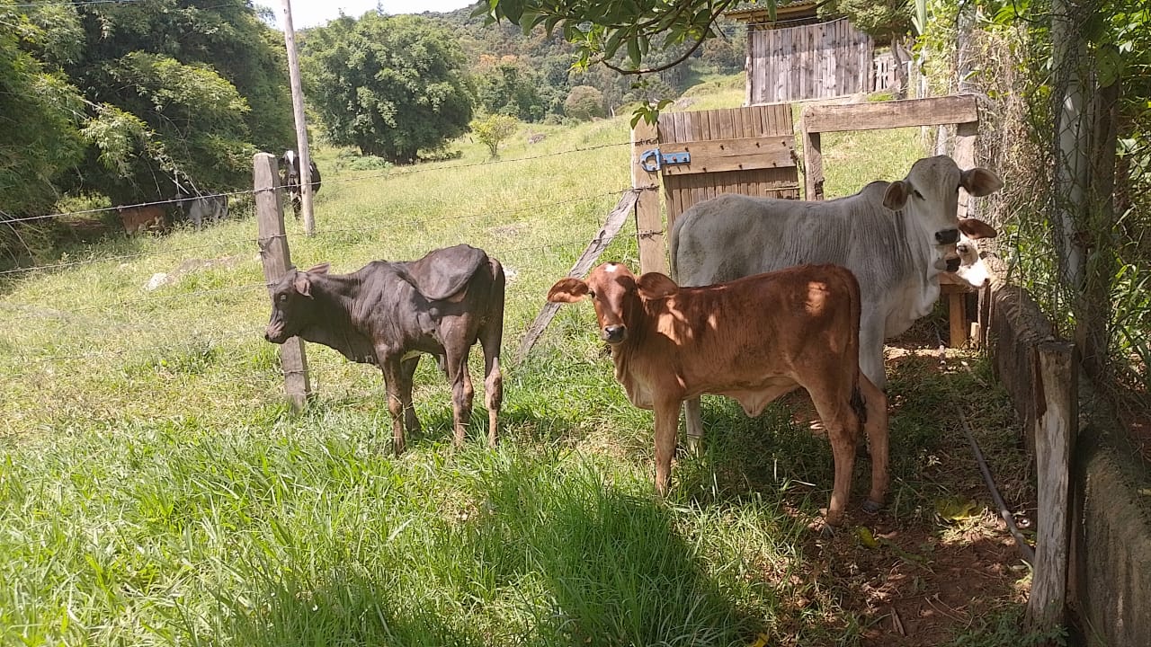 Sitio - com lago, nascente, tanques de água, casa ótima chegada na cidade de Pedra Bela -  | Código 1077