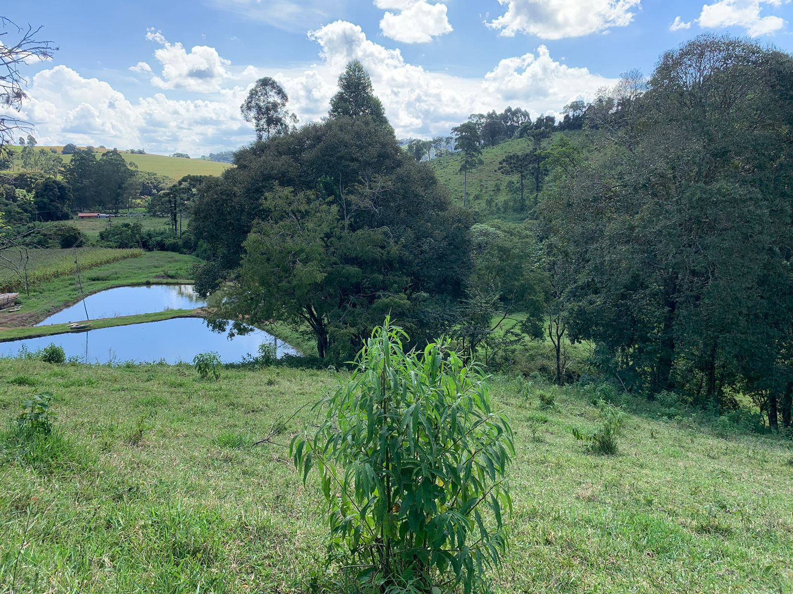 Sítio a venda no município de Toledo-MG. Localizado a 10 km da cidade | Código: 1080