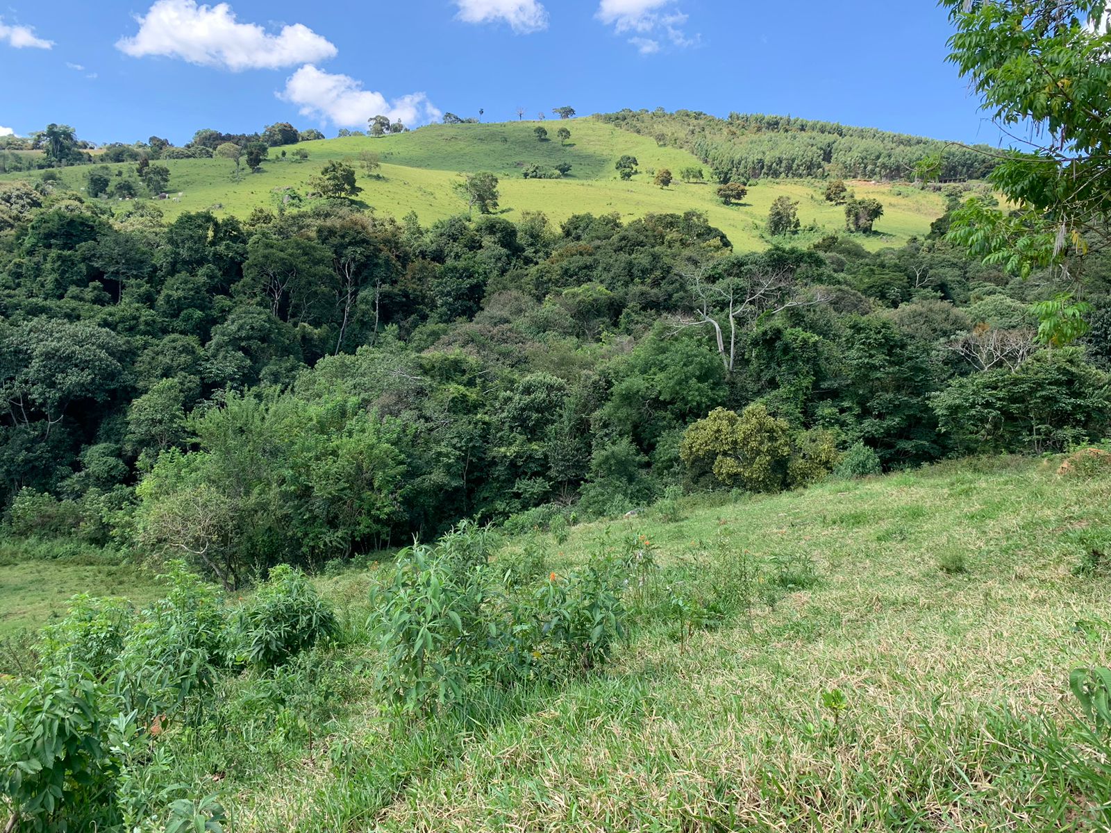 Sítio a venda no município de Toledo-MG. Localizado a 10 km da cidade | Código: 1080