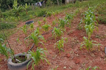 Excelente terreno para formação em chácara. Ótima localização - Munhoz - MG | Código 1095