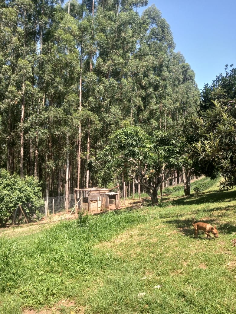 Sítio, 5 alqueires, casa grande de 2 quartos, suíte, wc social, sala, cozinha americana Cód 1139