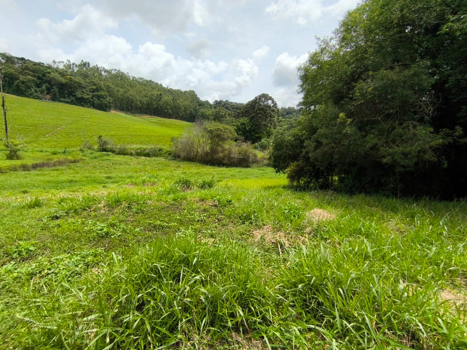 Chácara com Casa com 4 quartos em Toledo MG Cód. 1143