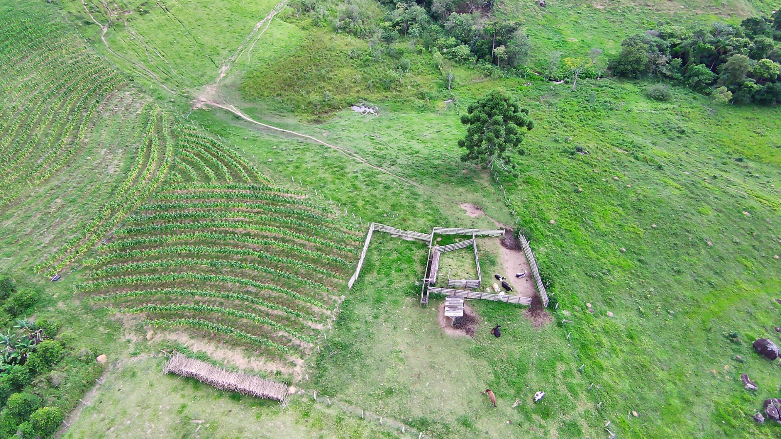 Fazenda para café ou gado com 33,5 alqueires em Ouro Fino - Minas Gerais
