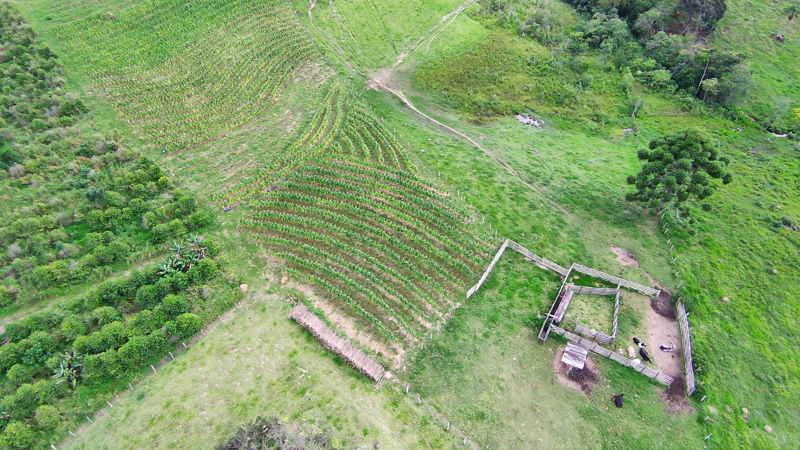 Fazenda para café ou gado com 33,5 alqueires em Ouro Fino - Minas Gerais