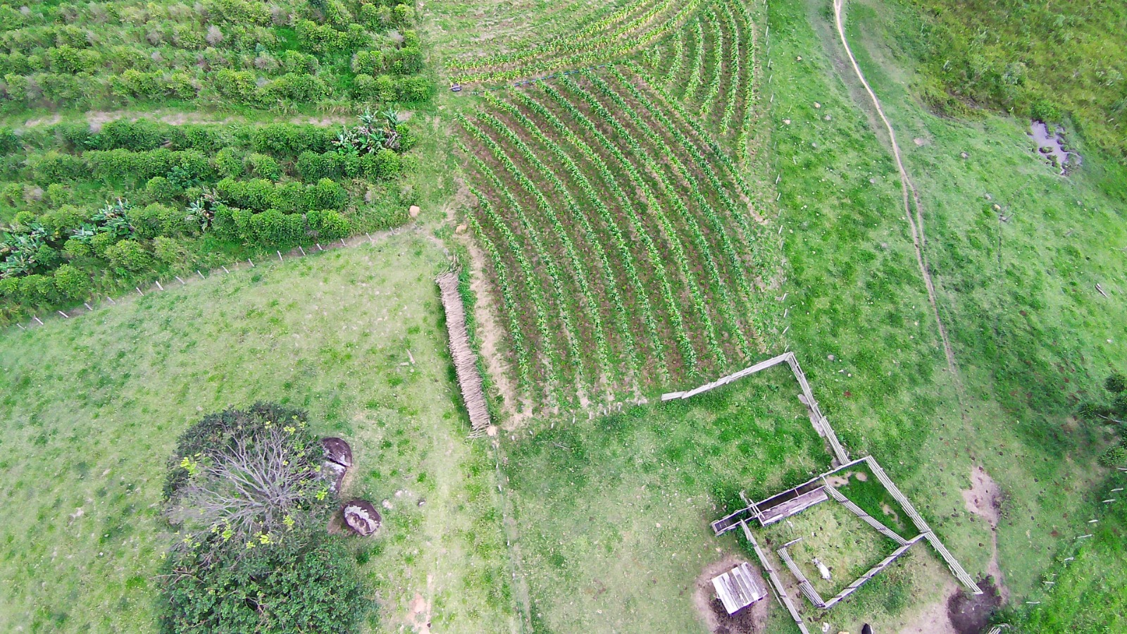 Fazenda para café ou gado com 33,5 alqueires em Ouro Fino - Minas Gerais