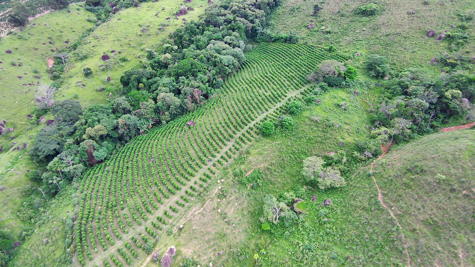 Fazenda para café ou gado com 33,5 alqueires em Ouro Fino - Minas Gerais
