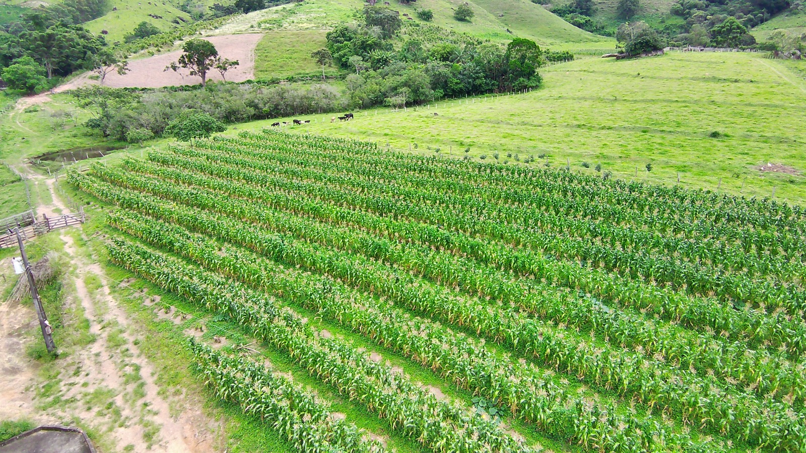 Fazenda para café ou gado com 33,5 alqueires em Ouro Fino - Minas Gerais