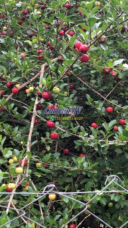 Chácara com piscina, casa, horta, pomar, churrasqueira, campo de futebol | Extrema - MG | código 1176