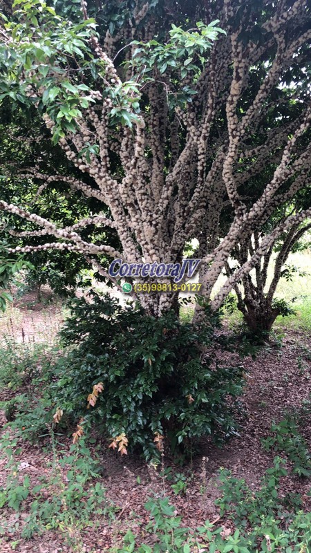 Chácara com piscina, casa, horta, pomar, churrasqueira, campo de futebol | Extrema - MG | código 1176