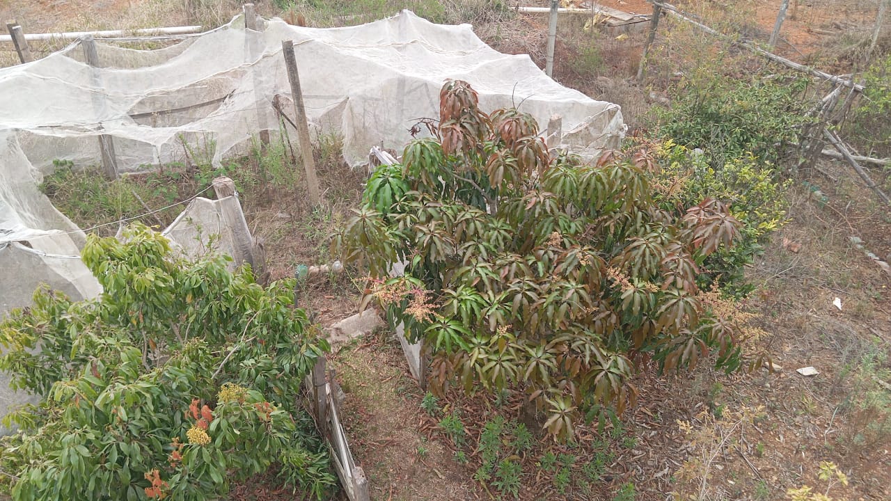 Chácara à venda , 2.750m², 4 quartos (1 suíte), área gourmet, pomar, lago para pesca e vista para montanha cod 1184