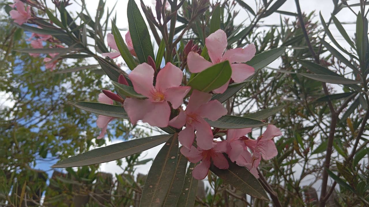 Chácara à venda , 2.750m², 4 quartos (1 suíte), área gourmet, pomar, lago para pesca e vista para montanha cod 1184