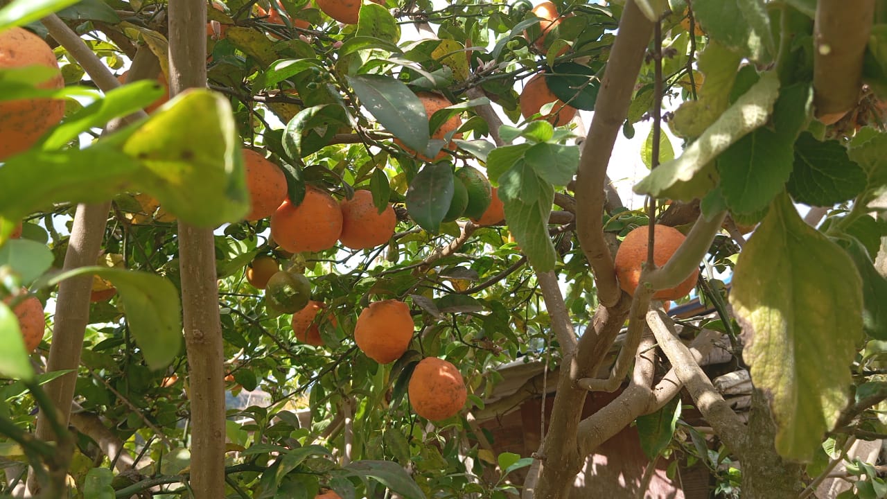 Chácara à venda , 2.750m², 4 quartos (1 suíte), área gourmet, pomar, lago para pesca e vista para montanha cod 1184