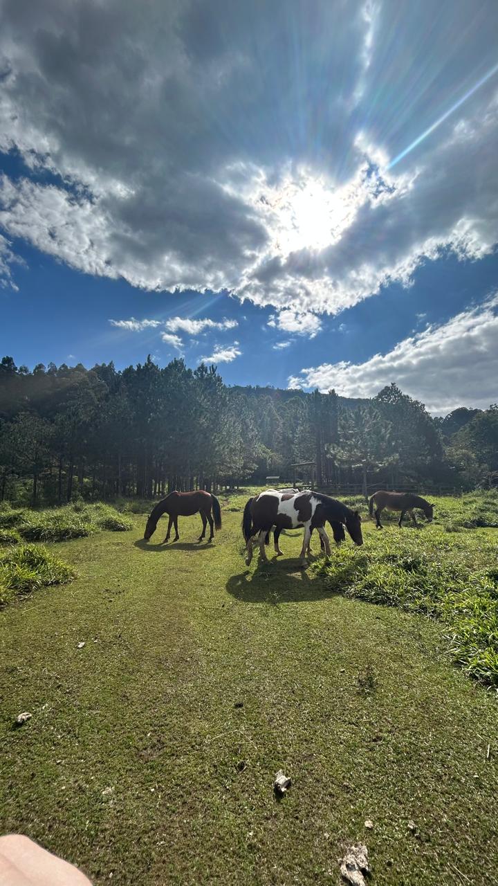 Sítio com Casa, Pomar e Estrutura Completa para Animais – Joanópolis-SP cod. 1200