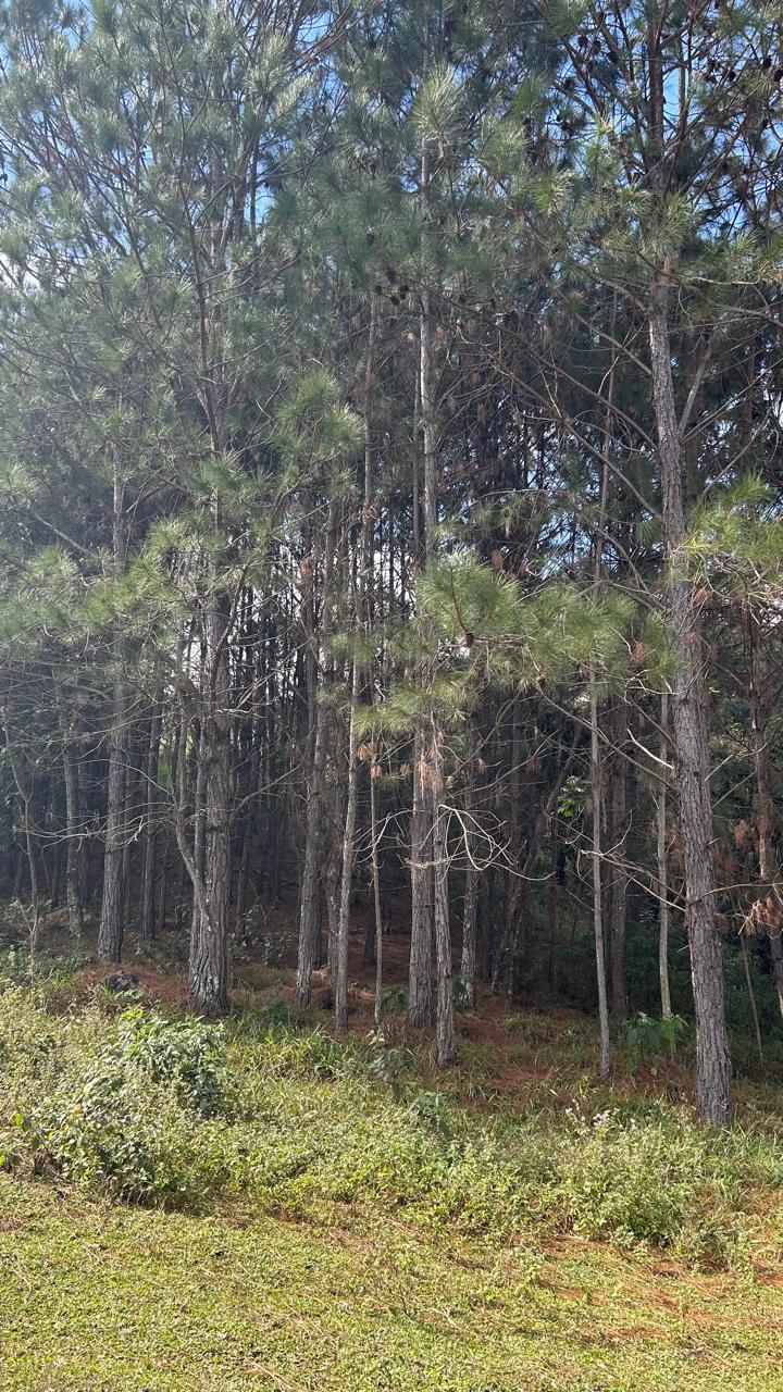 Sítio com Casa, Pomar e Estrutura Completa para Animais – Joanópolis-SP cod. 1200