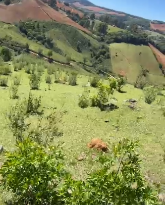 Sítio dos Sonhos em Joanópolis-SP – 13 Alqueires com Cachoeira, Clima de Montanha e Terra Fértil! cod.1202