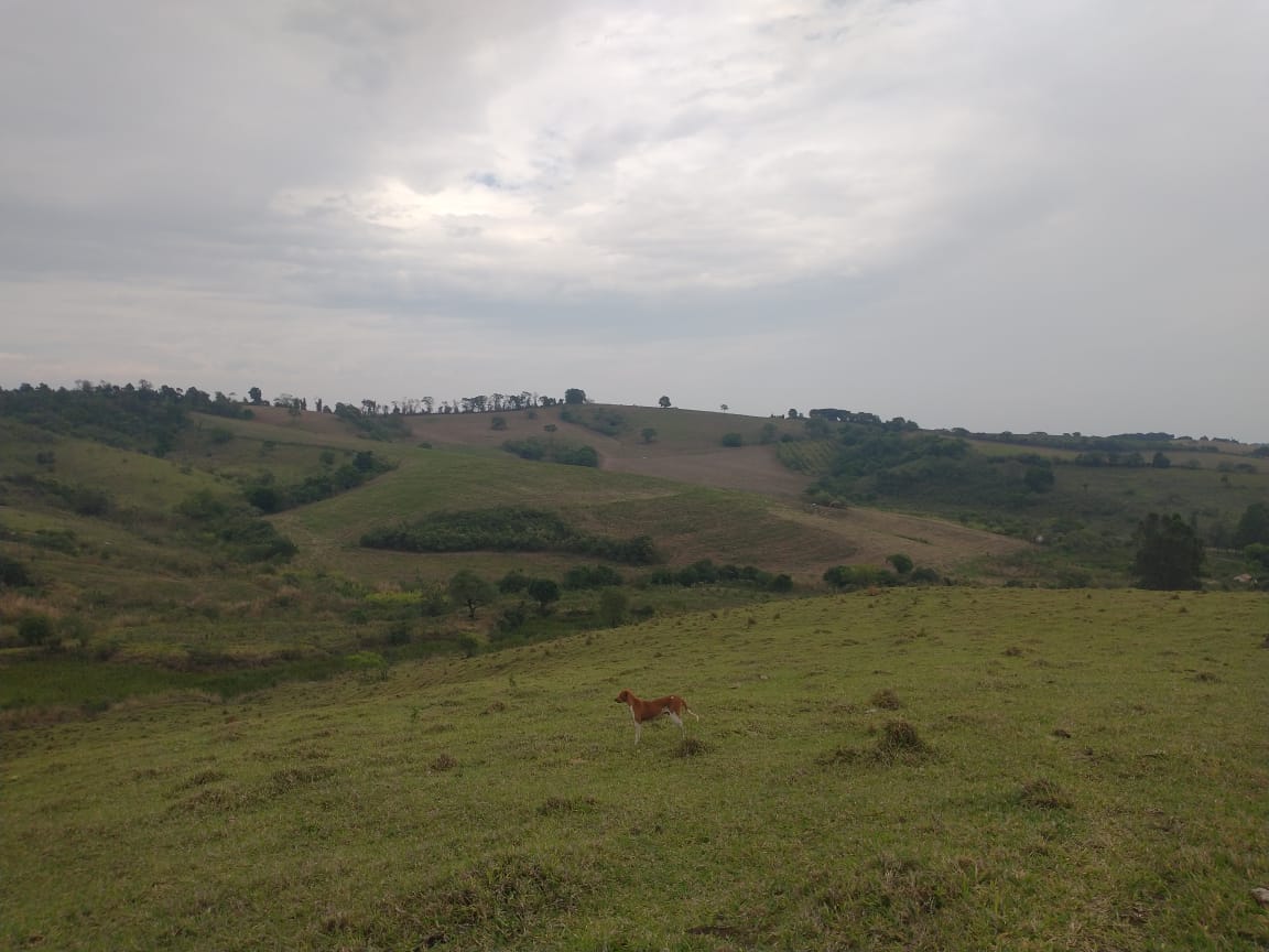 Fazenda de 96,17 hectares com terra de altíssima qualidade - Sul de Minas cod. 1212