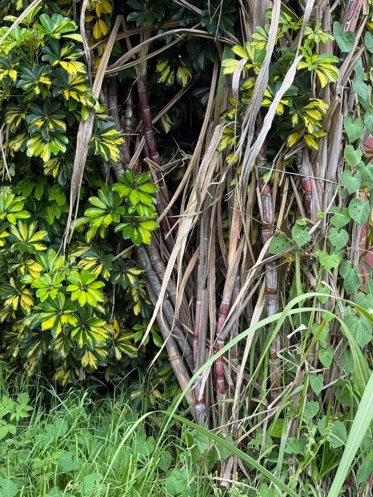 Chácara com Casa: Espaçosa e Adaptável em Munhoz - MG Cod.1220