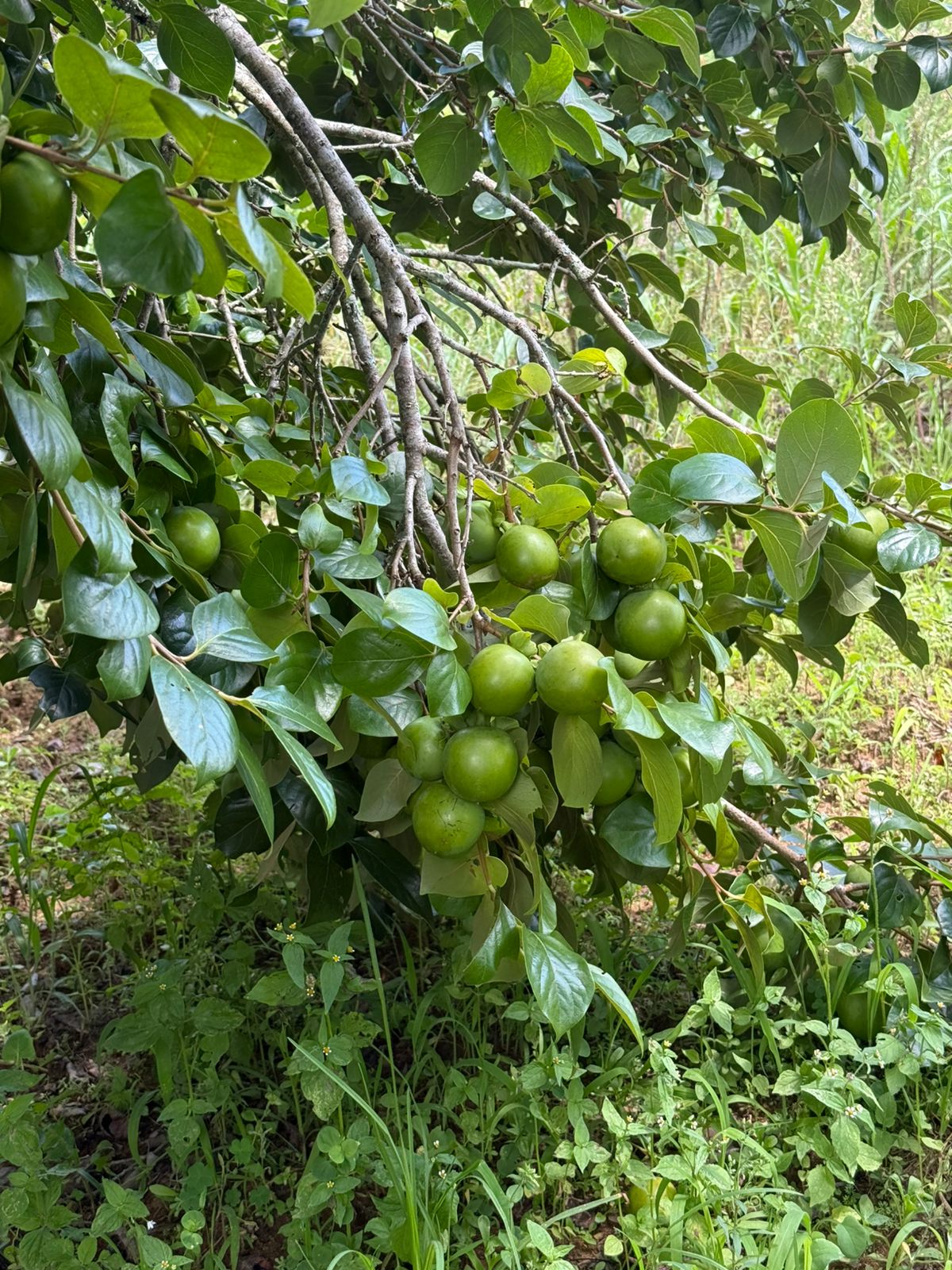 Chácara com Casa: Espaçosa e Adaptável em Munhoz - MG Cod.1220