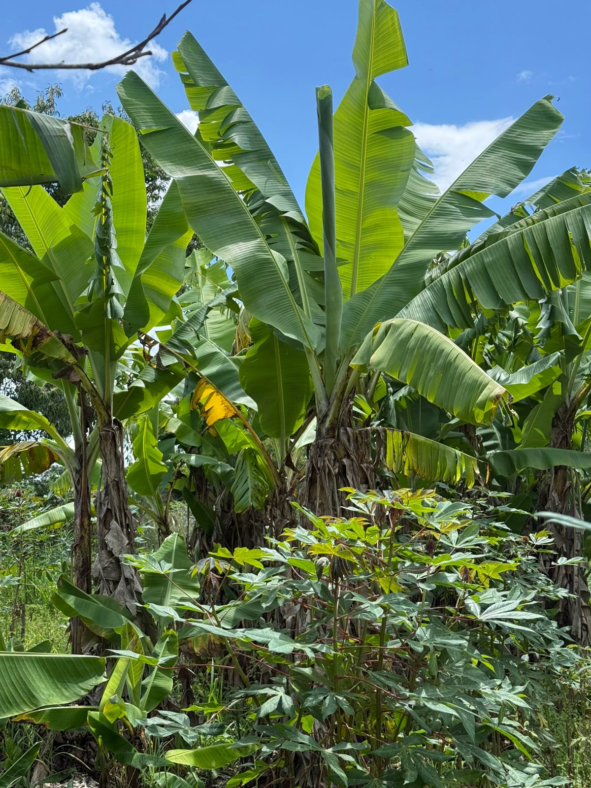Chácara com Casa: Espaçosa e Adaptável em Munhoz - MG Cod.1220