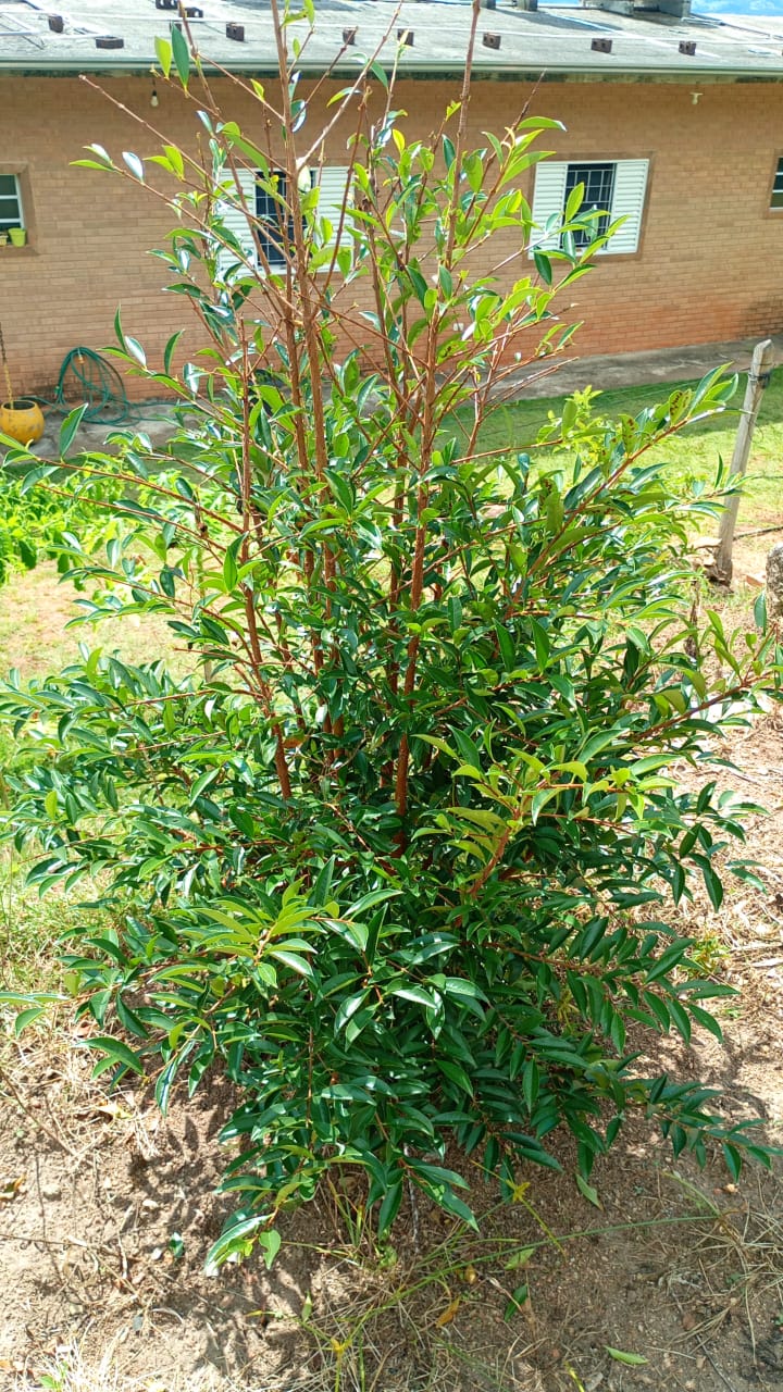 Chácara de Alto Padrão com Nascente em Extrema-MG. Casa com 4 quartos (1suite) cod.1227