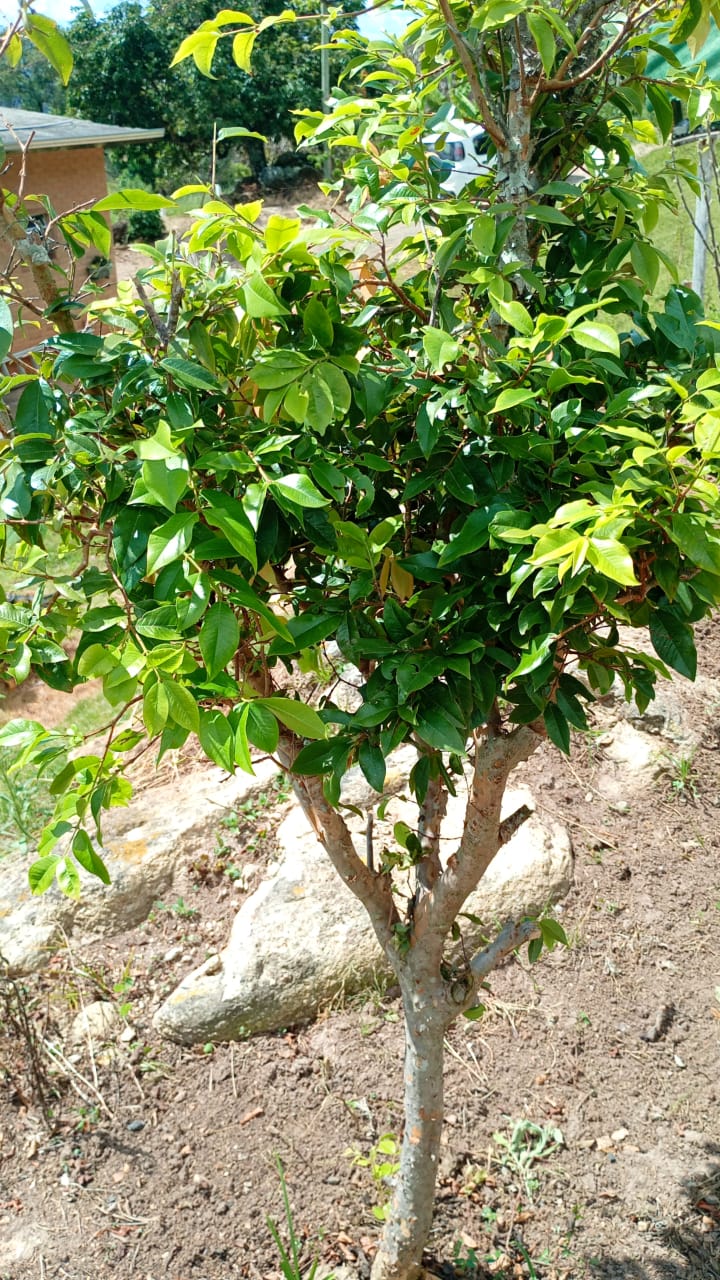 Chácara de Alto Padrão com Nascente em Extrema-MG. Casa com 4 quartos (1suite) cod.1227