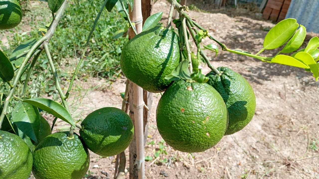 Chácara de Alto Padrão com Nascente em Extrema-MG. Casa com 4 quartos (1suite) cod.1227