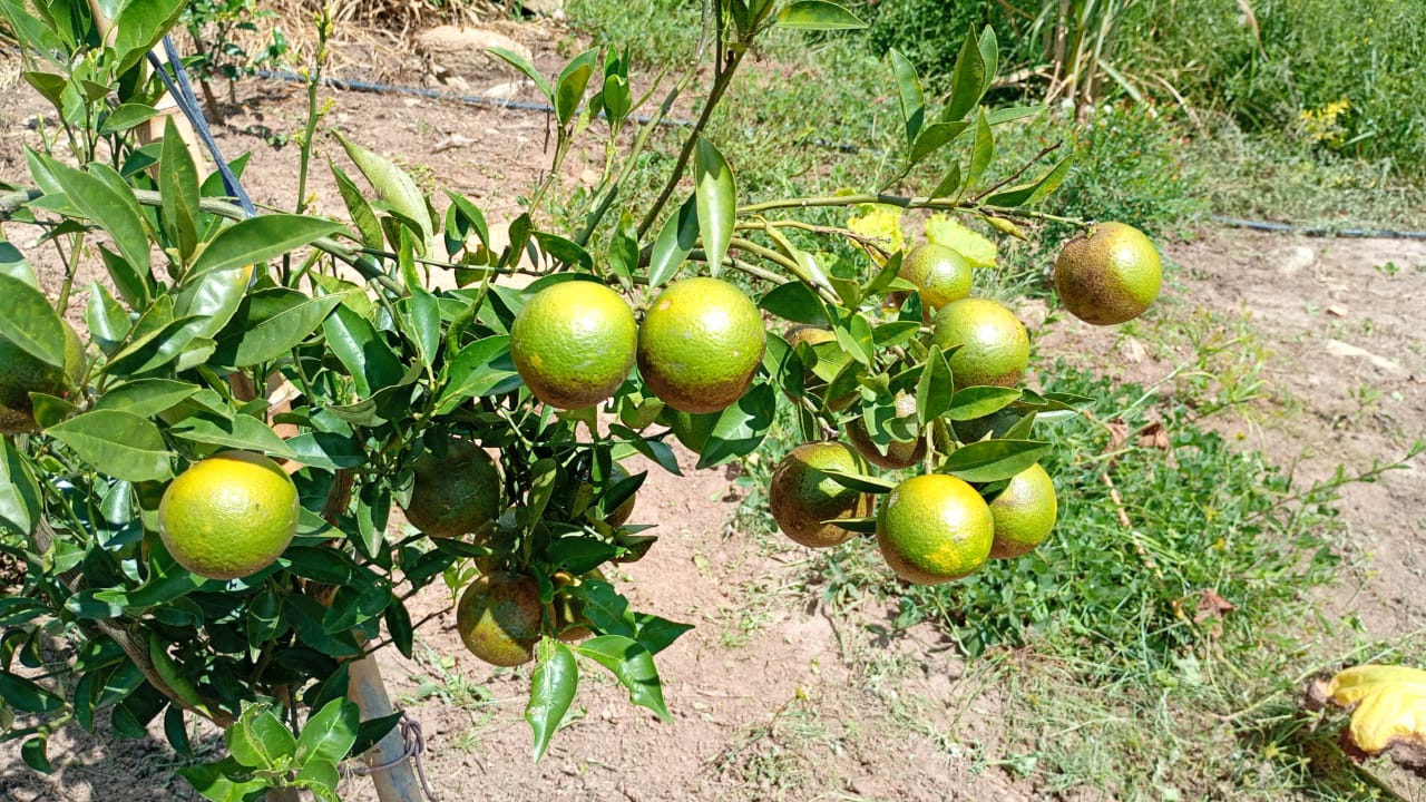 Chácara de Alto Padrão com Nascente em Extrema-MG. Casa com 4 quartos (1suite) cod.1227