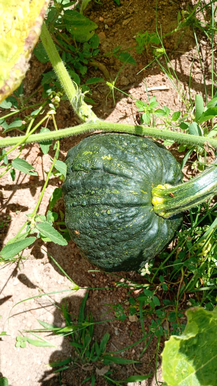 Chácara de Alto Padrão com Nascente em Extrema-MG. Casa com 4 quartos (1suite) cod.1227