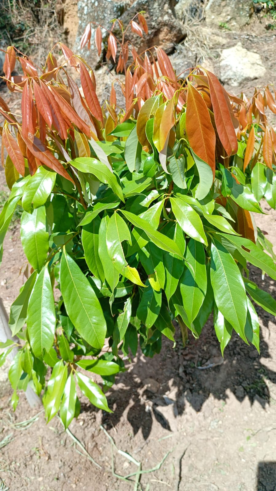 Chácara de Alto Padrão com Nascente em Extrema-MG. Casa com 4 quartos (1suite) cod.1227