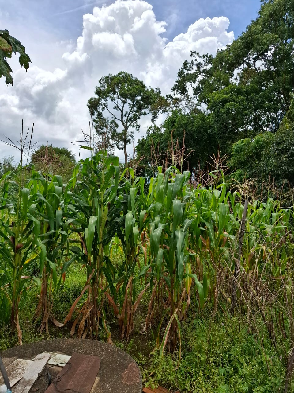 Chácara completa com casa de 4 dorms, sala gigante e área gourmet em Munhoz - MG cod. 1232