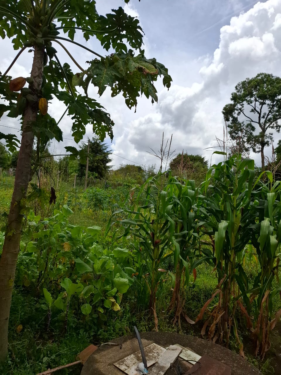 Chácara completa com casa de 4 dorms, sala gigante e área gourmet em Munhoz - MG cod. 1232