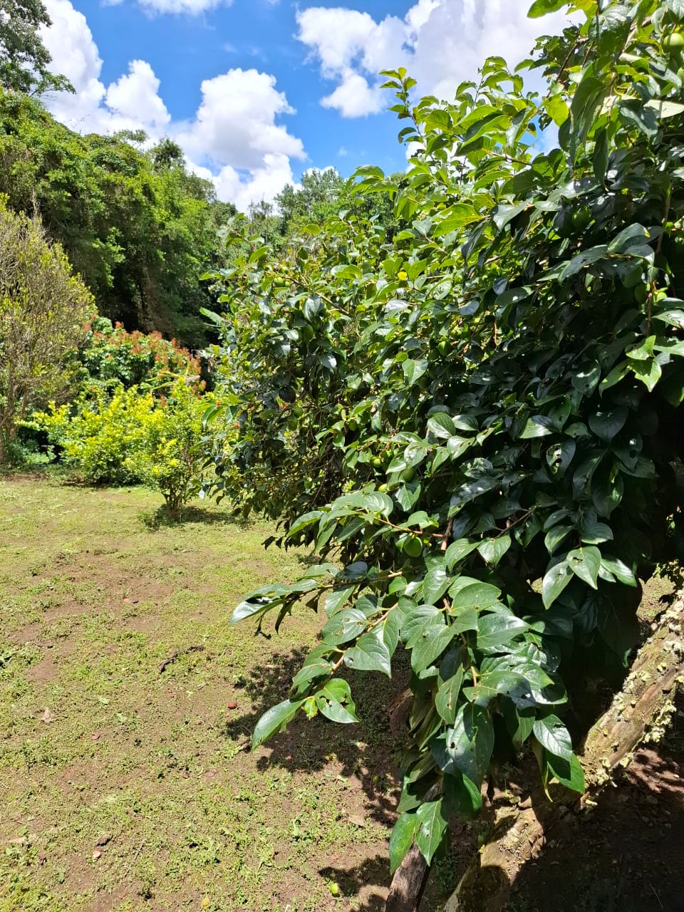 Chácara completa com casa de 4 dorms, sala gigante e área gourmet em Munhoz - MG cod. 1232