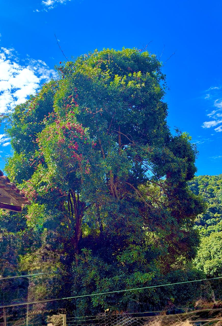 Chácara à Venda em Camanducaia | Próxima a Monte Verde cod.1251