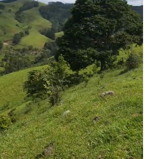 Mini Fazenda de 10 Alqueires à Venda em Camanducaia | Próxima a Monte Verde1254