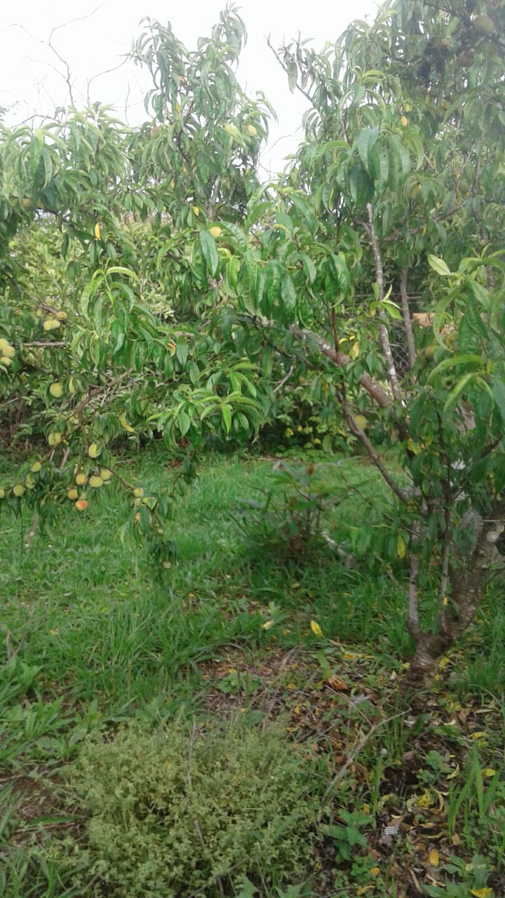 Conheça esta chácara em Munhoz/MG com 1.000 m² Cod. 1256