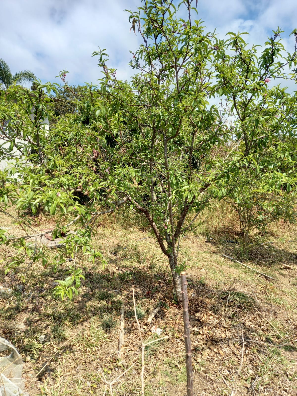 Conheça esta chácara em Munhoz/MG com 1.000 m² Cod. 1256